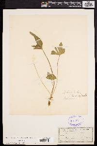 Viola palmata image