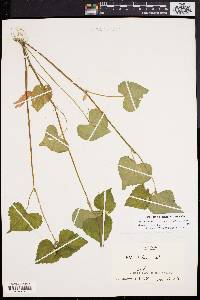 Viola pubescens var. scabriuscula image