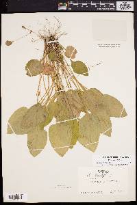 Viola primulifolia image