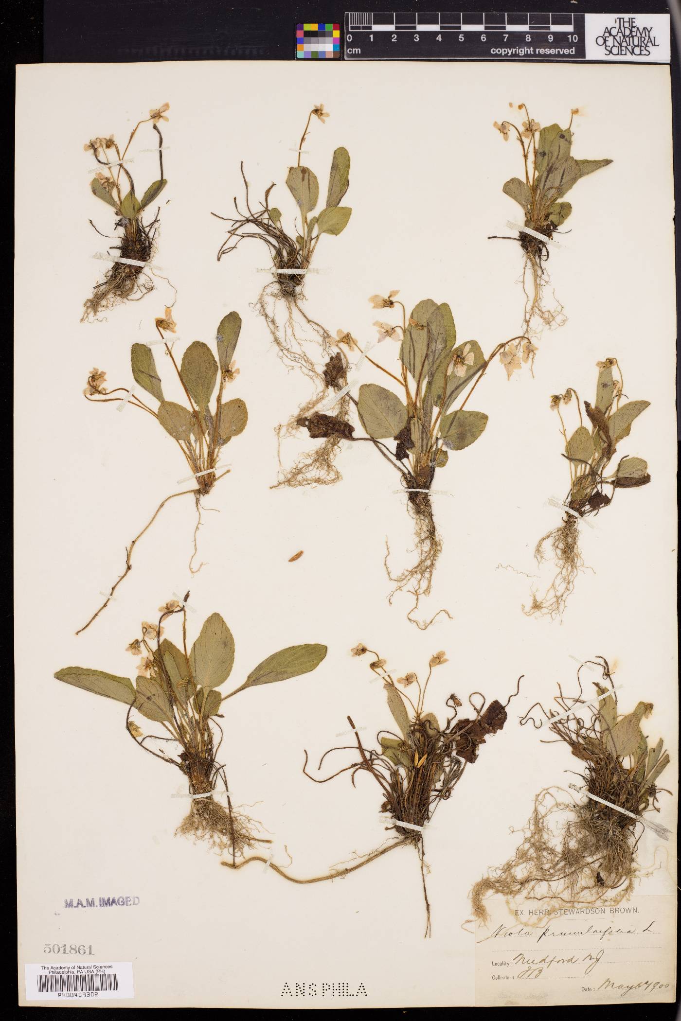 Viola primulifolia var. villosa image