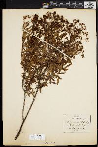 Hypericum densiflorum image