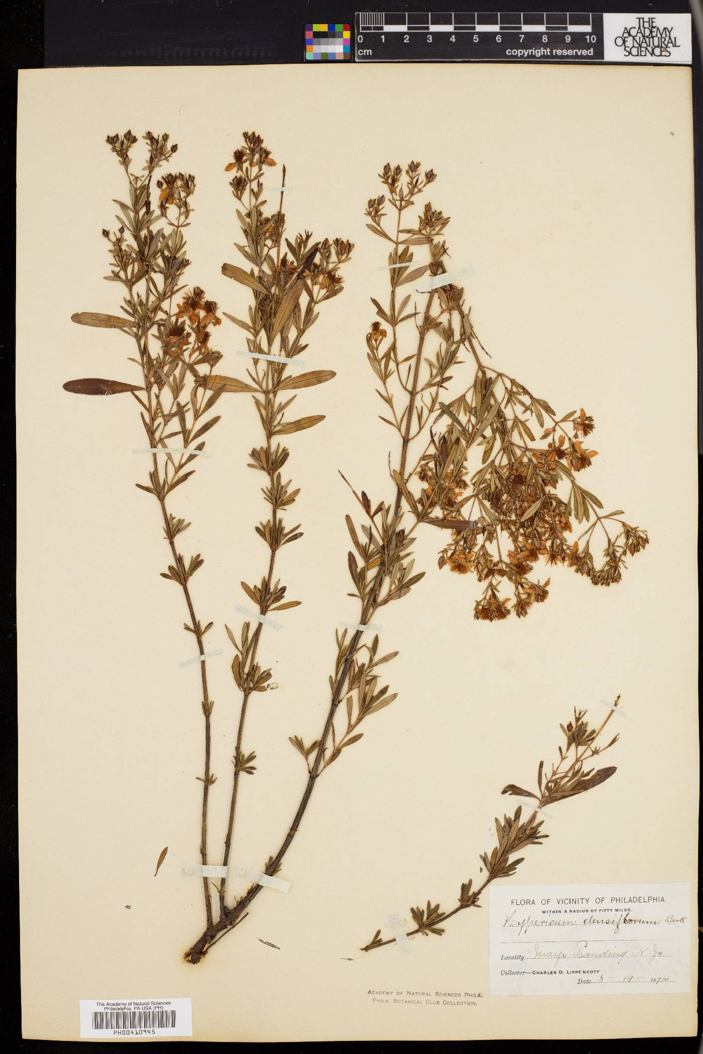 Hypericum densiflorum image