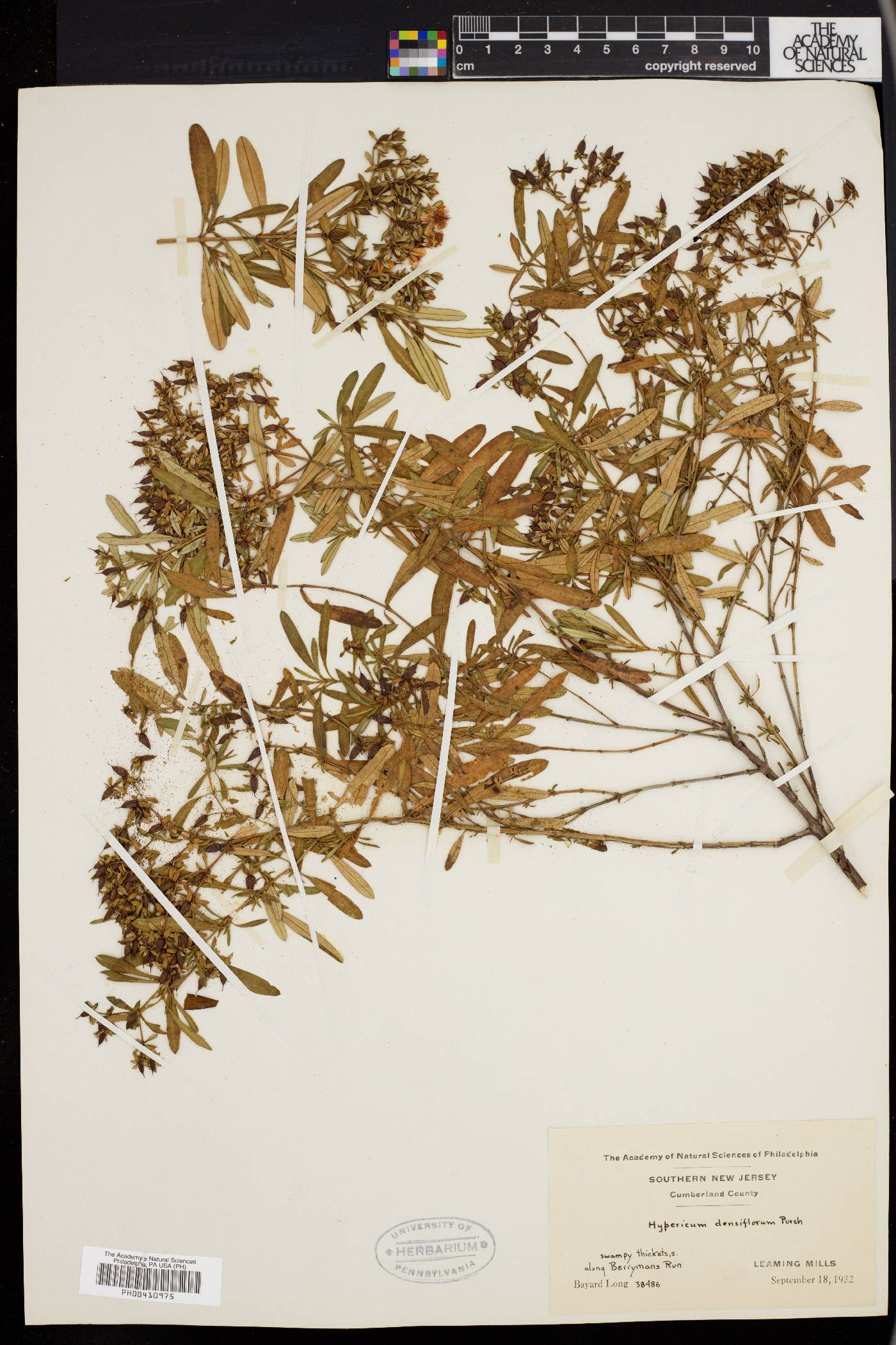 Hypericum densiflorum image