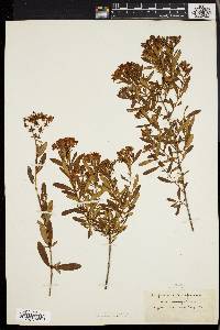 Hypericum densiflorum image