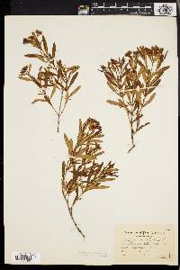 Hypericum densiflorum image