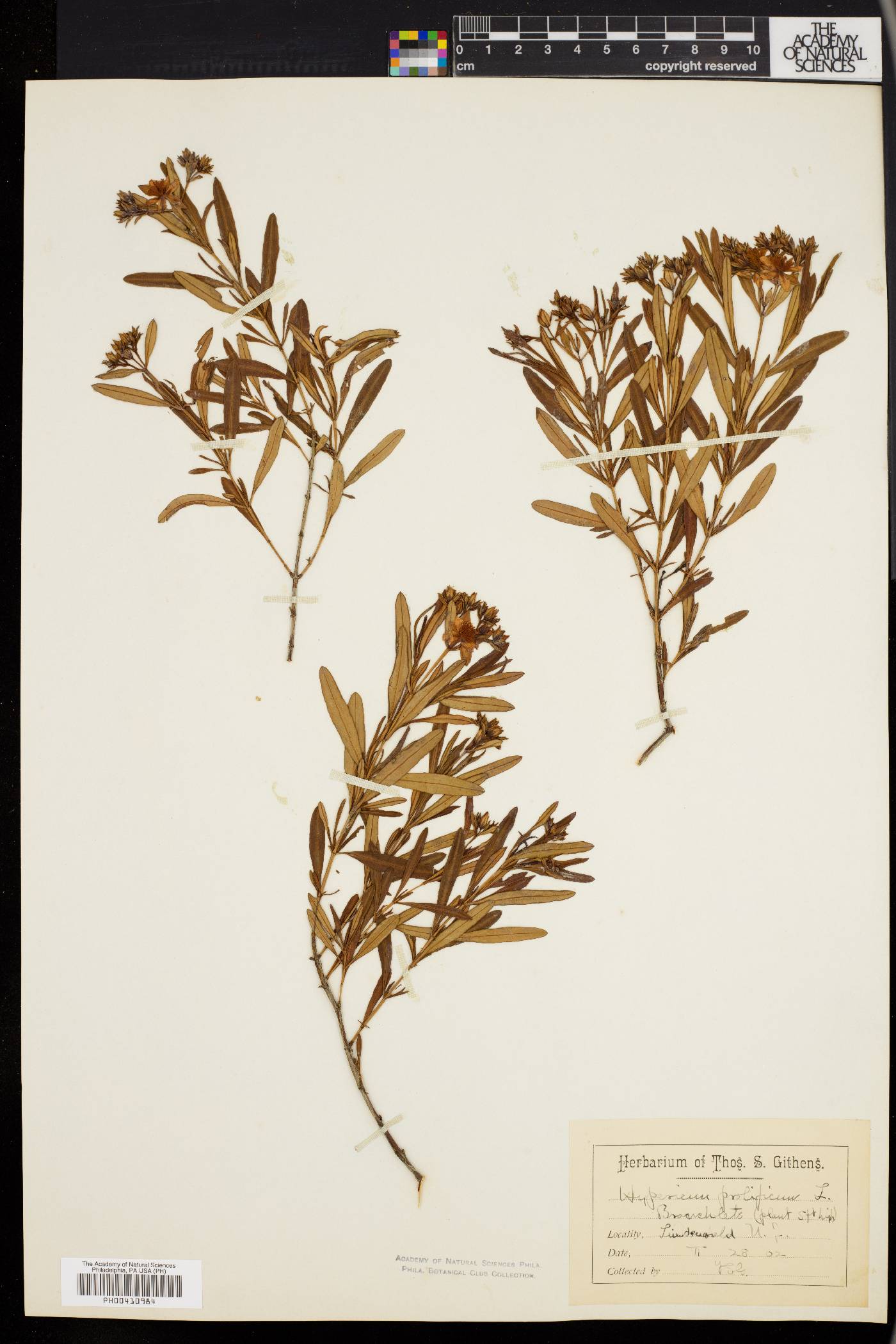 Hypericum densiflorum image