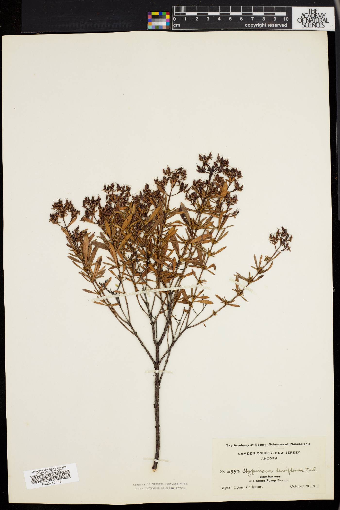 Hypericum densiflorum image