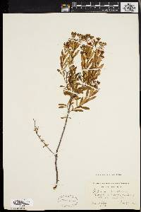 Hypericum densiflorum image