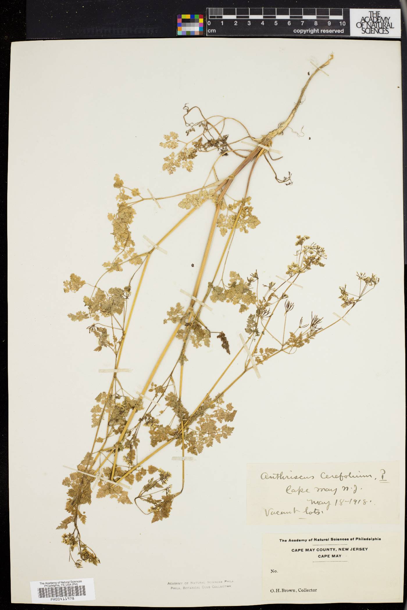 Anthriscus cerefolium image