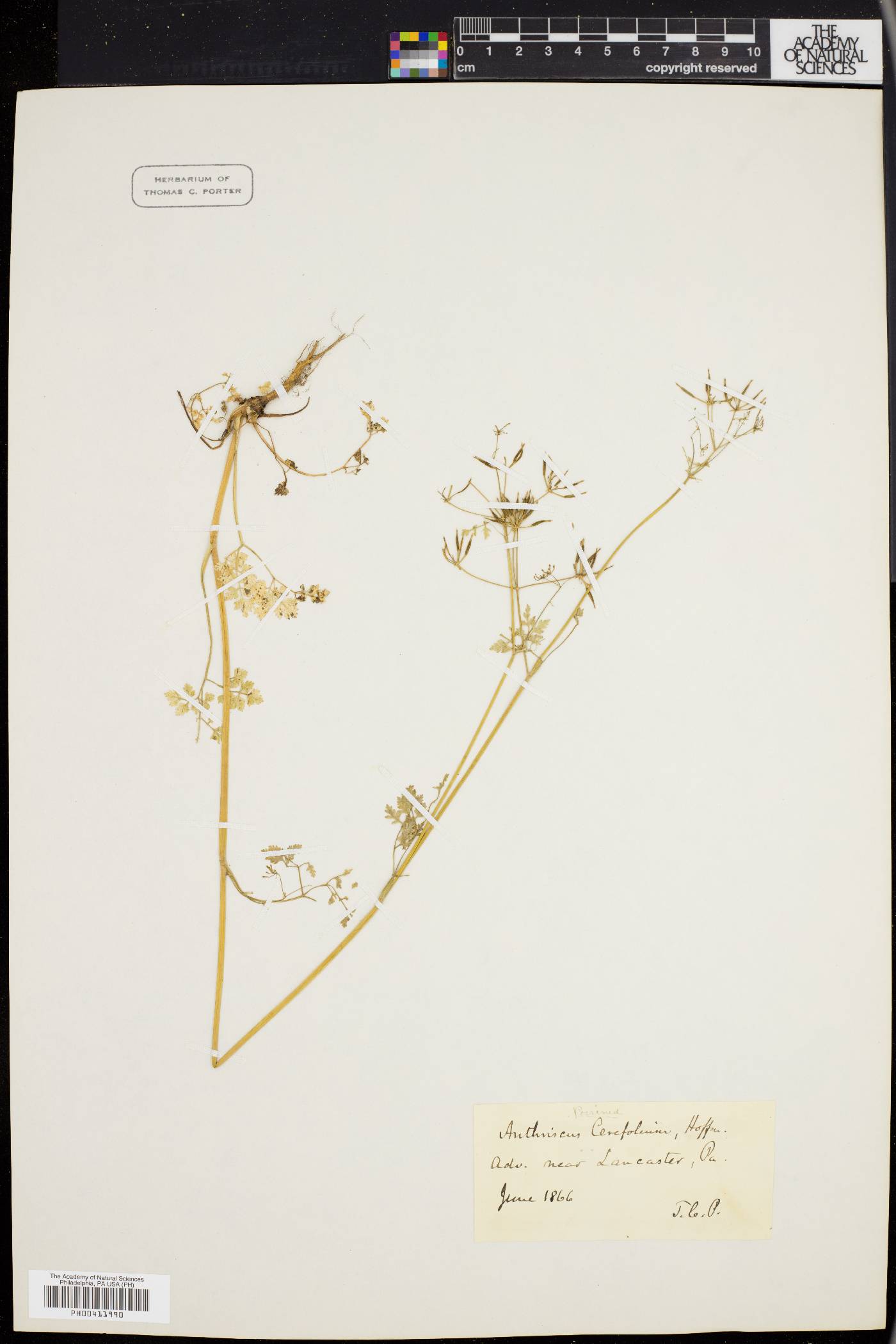 Anthriscus cerefolium image