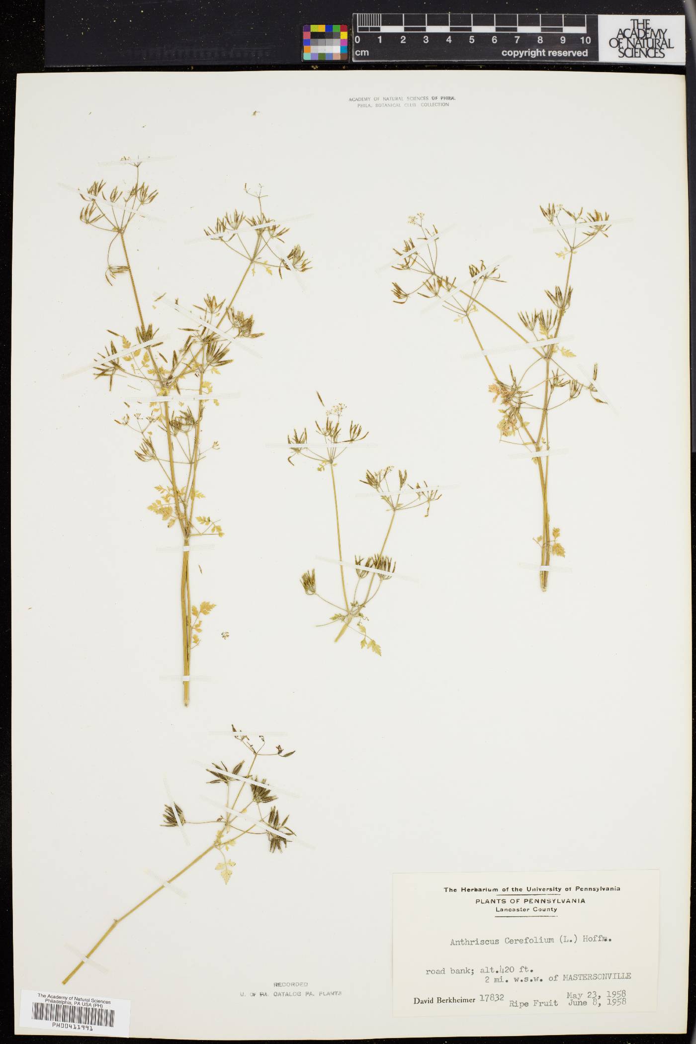 Anthriscus cerefolium image