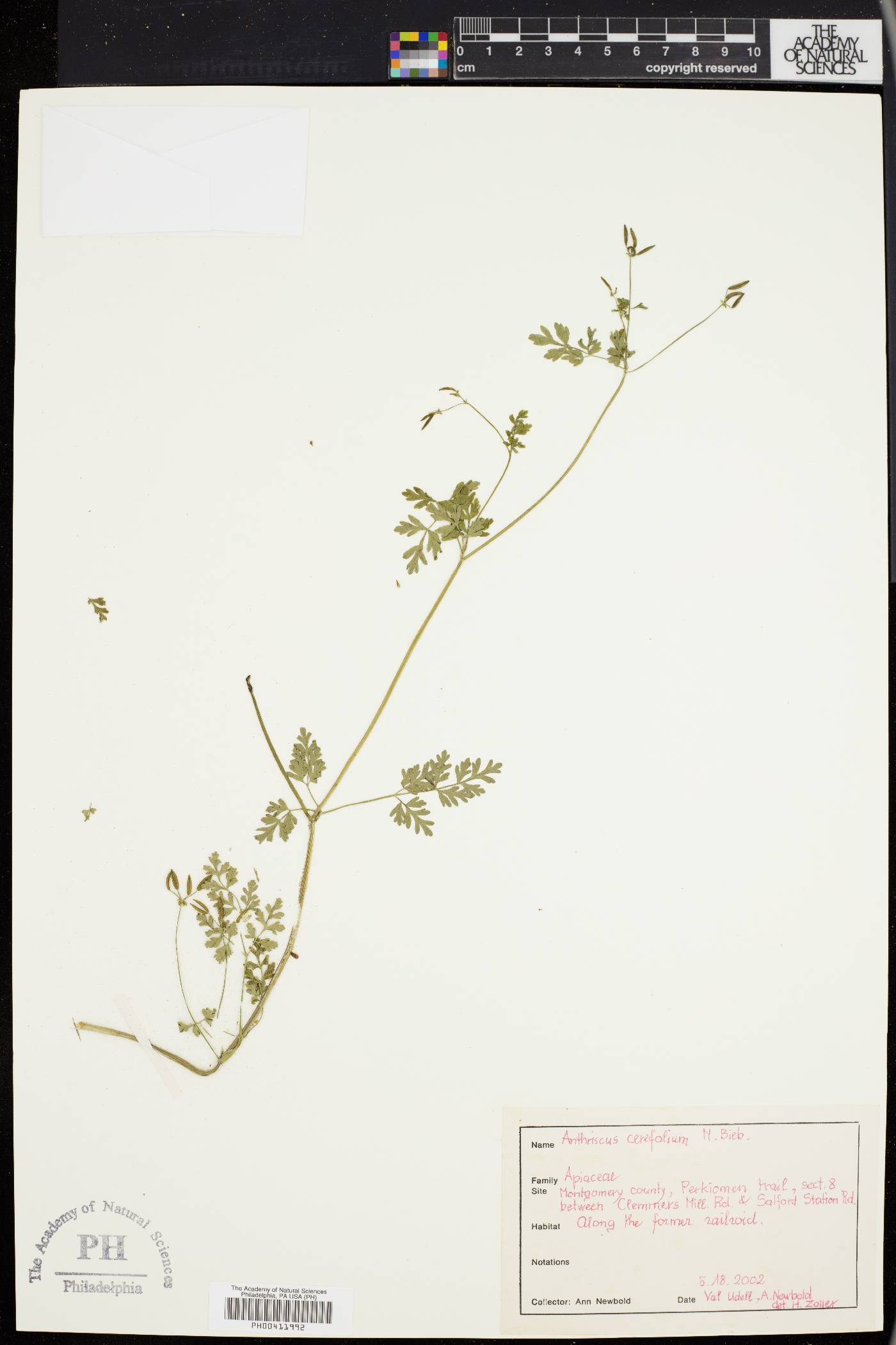 Anthriscus cerefolium image