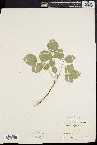 Staphylea trifolia image