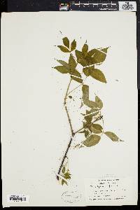 Staphylea trifolia image