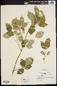 Staphylea trifolia image