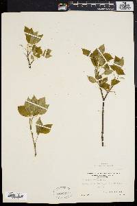 Staphylea trifolia image