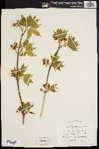 Staphylea trifolia image