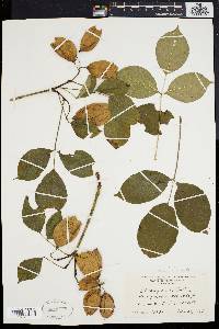 Staphylea trifolia image