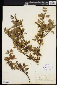 Ilex mucronata image