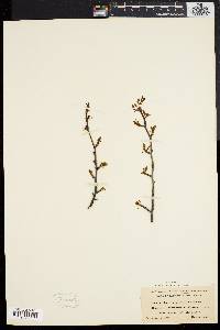 Ilex mucronata image