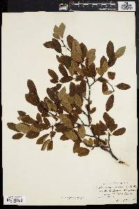 Ilex mucronata image