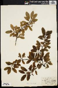 Ilex mucronata image