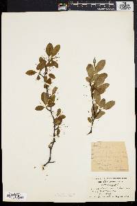 Ilex mucronata image