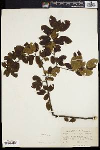 Ilex mucronata image