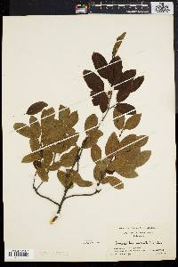 Ilex mucronata image