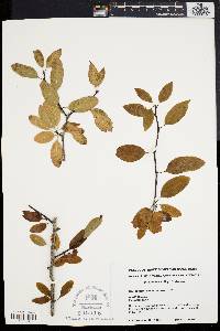 Ilex mucronata image