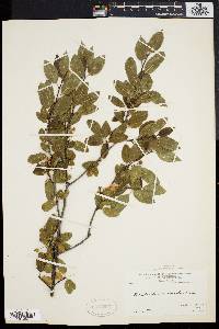 Ilex mucronata image