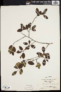 Ilex mucronata image