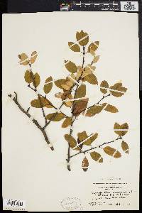 Ilex mucronata image