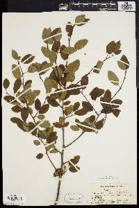 Ilex mucronata image