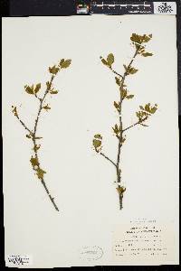 Ilex mucronata image