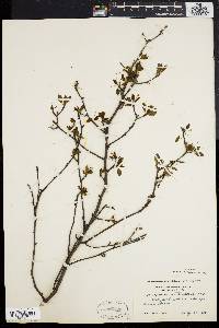 Ilex mucronata image