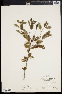 Ilex mucronata image