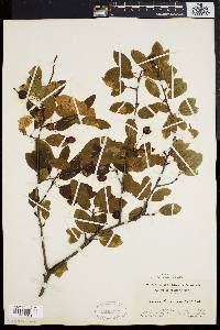 Ilex mucronata image