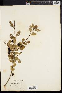 Ilex mucronata image