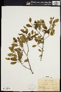 Ilex mucronata image