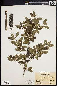 Ilex mucronata image