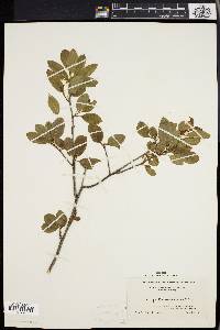 Ilex mucronata image