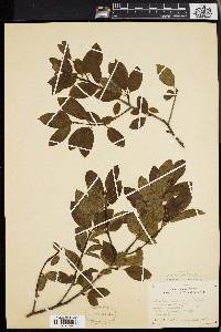 Ilex mucronata image