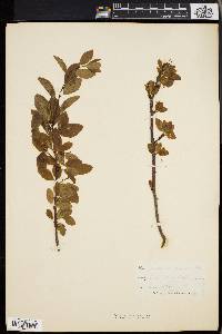 Ilex mucronata image