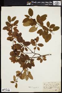 Ilex mucronata image