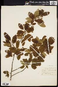 Ilex mucronata image