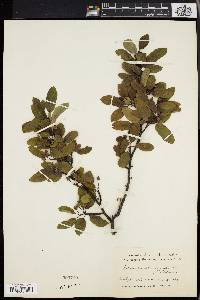 Ilex mucronata image