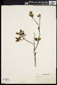 Ilex mucronata image