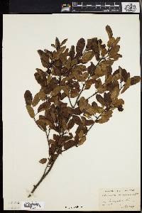 Ilex mucronata image