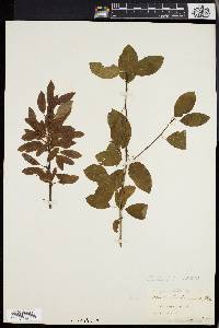 Ilex mucronata image